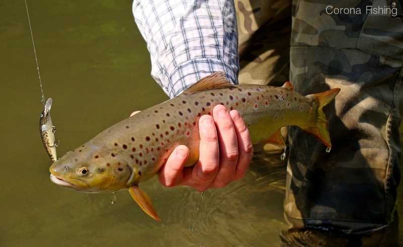 pstrąg na wobler w lecie